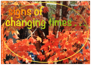 fall-tree-pic02-2016-11-18-at-5-45-00-am